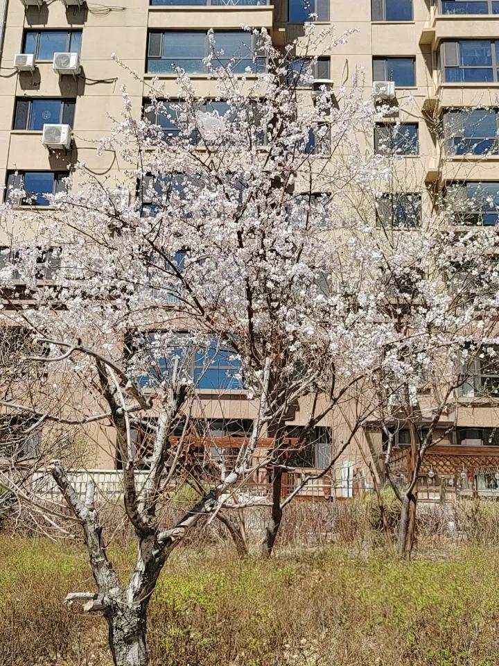 这个花准予开了！天也暖和了，象个5月天！