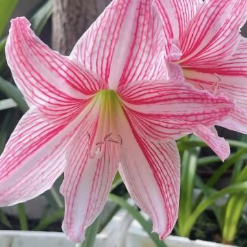 今天突然什么也不想干了，想出去走走，出了门，感受到风很大，天很冷，穿的少了，出游