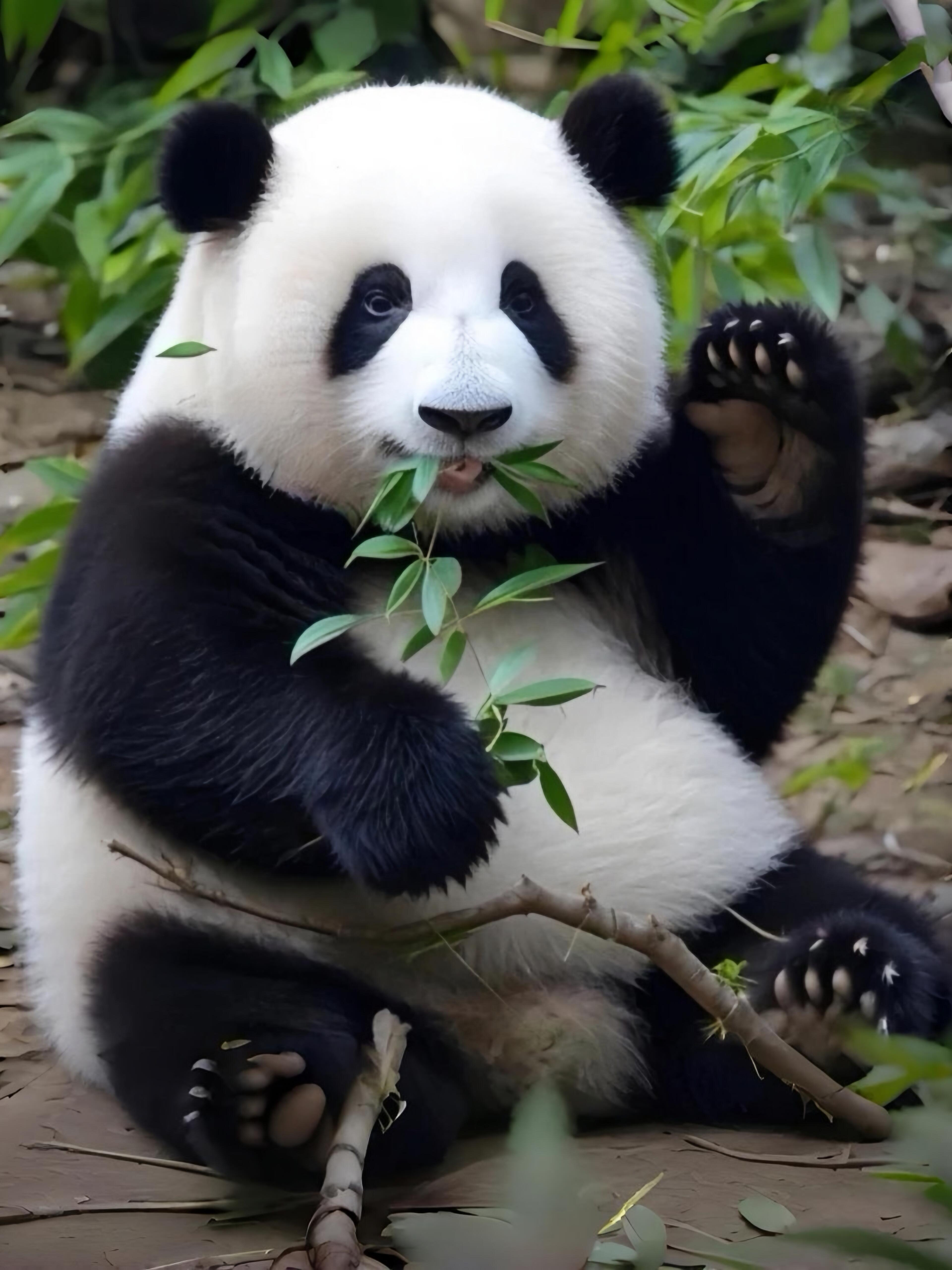 日本不配拥有大熊猫，想看大熊猫就飞中国来看，不飞就把高市早苗那张脸想象成大熊猫吧