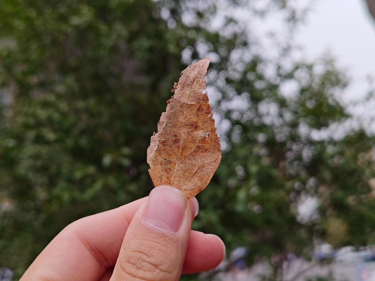 我也是一名老魅友！！！魅族这次你们成吗？