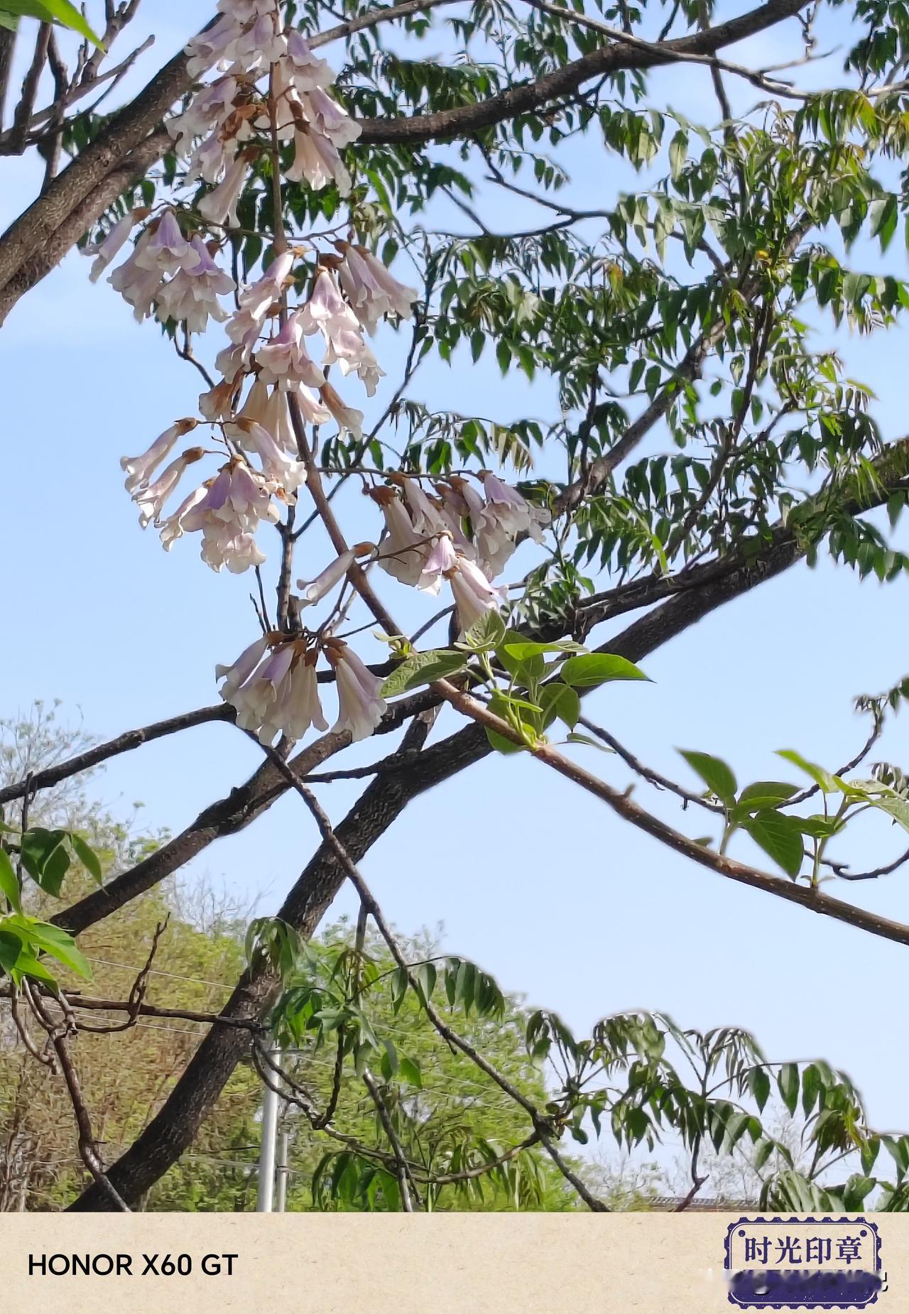 四月，位于关中腹地的武功县，麦苗正在拔节，桐树花开的正旺，路边的洋槐花和地里的猕