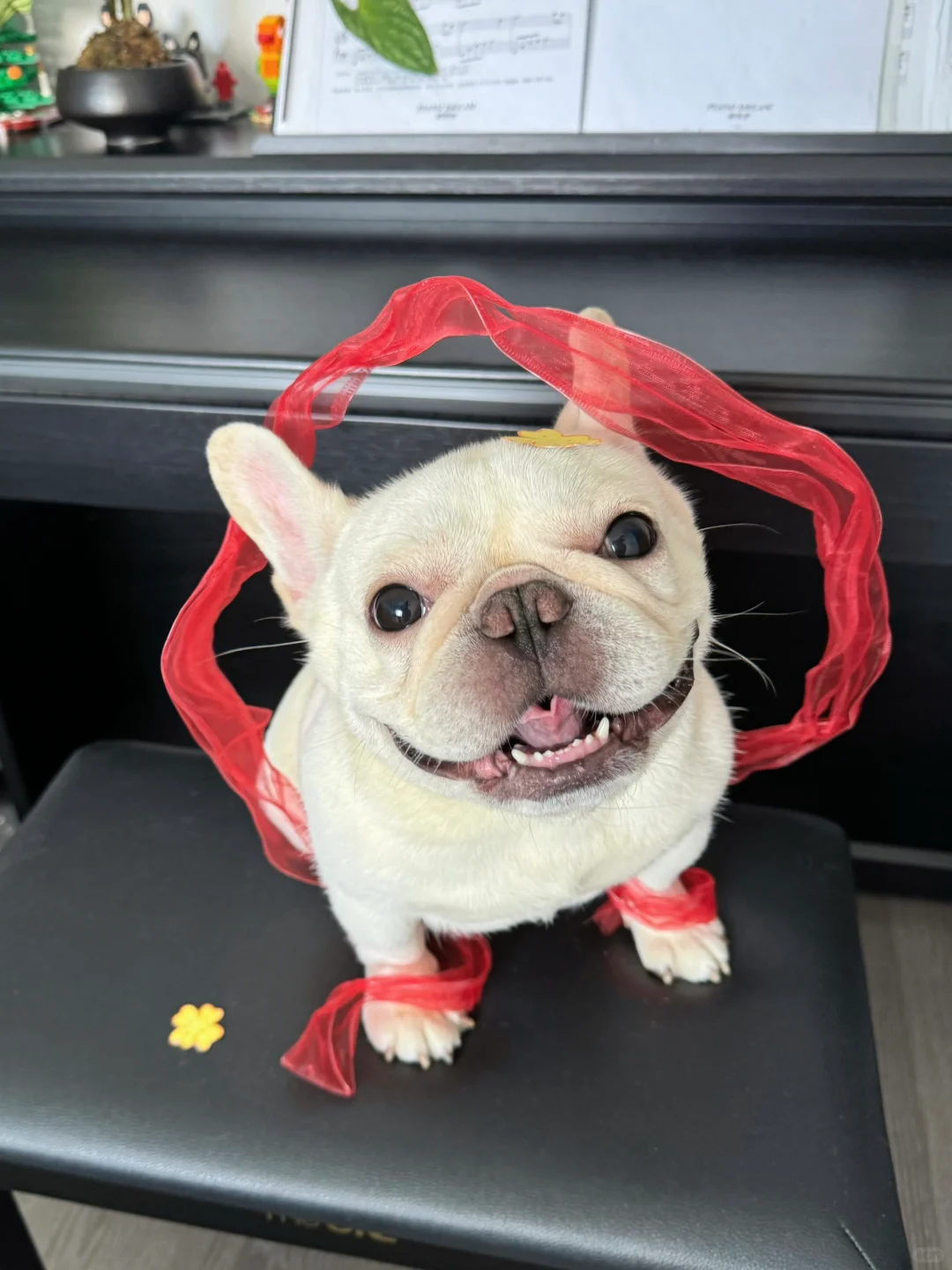 什么？广寒宫兔子下凡啦！？