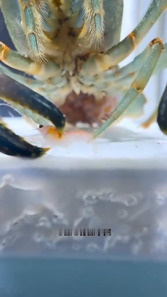 朋友们突发情况，一只小龙虾被龙虾妈妈从肚子上甩下来了，而且它身后的兄弟姐妹一个拉