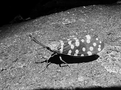 每年超1.6万新物种被发现！速度创纪录且持续飙升
 
《科学进展》最新研究颠覆认