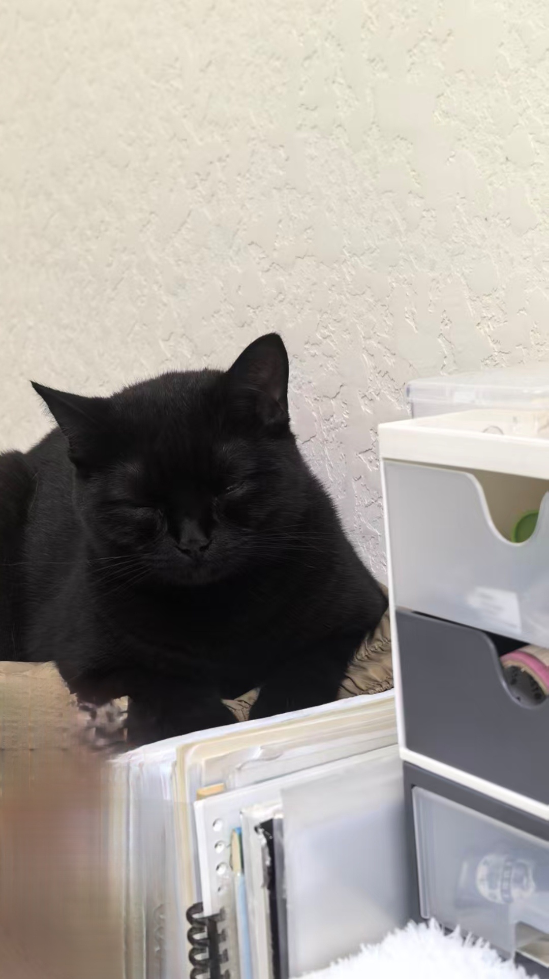 猫在旁边听人讲课，课讲一半猫趴那睡了，猫醒来发现人还在讲……然后猫去了客厅 
