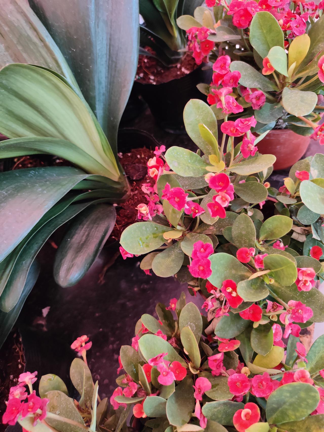 1. 🌺 虎刺梅的红，是春天最热烈的小烟火，在绿叶间攒着劲儿地开，把日子都染得