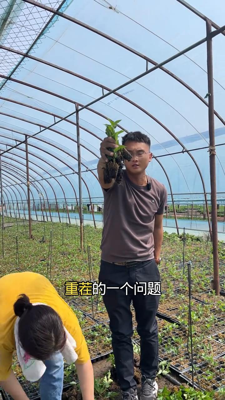 组培抗重茬的吉塞拉系列砧木，脱毒抗病。
今天装的这个是能够有效解决大樱桃种植重茬