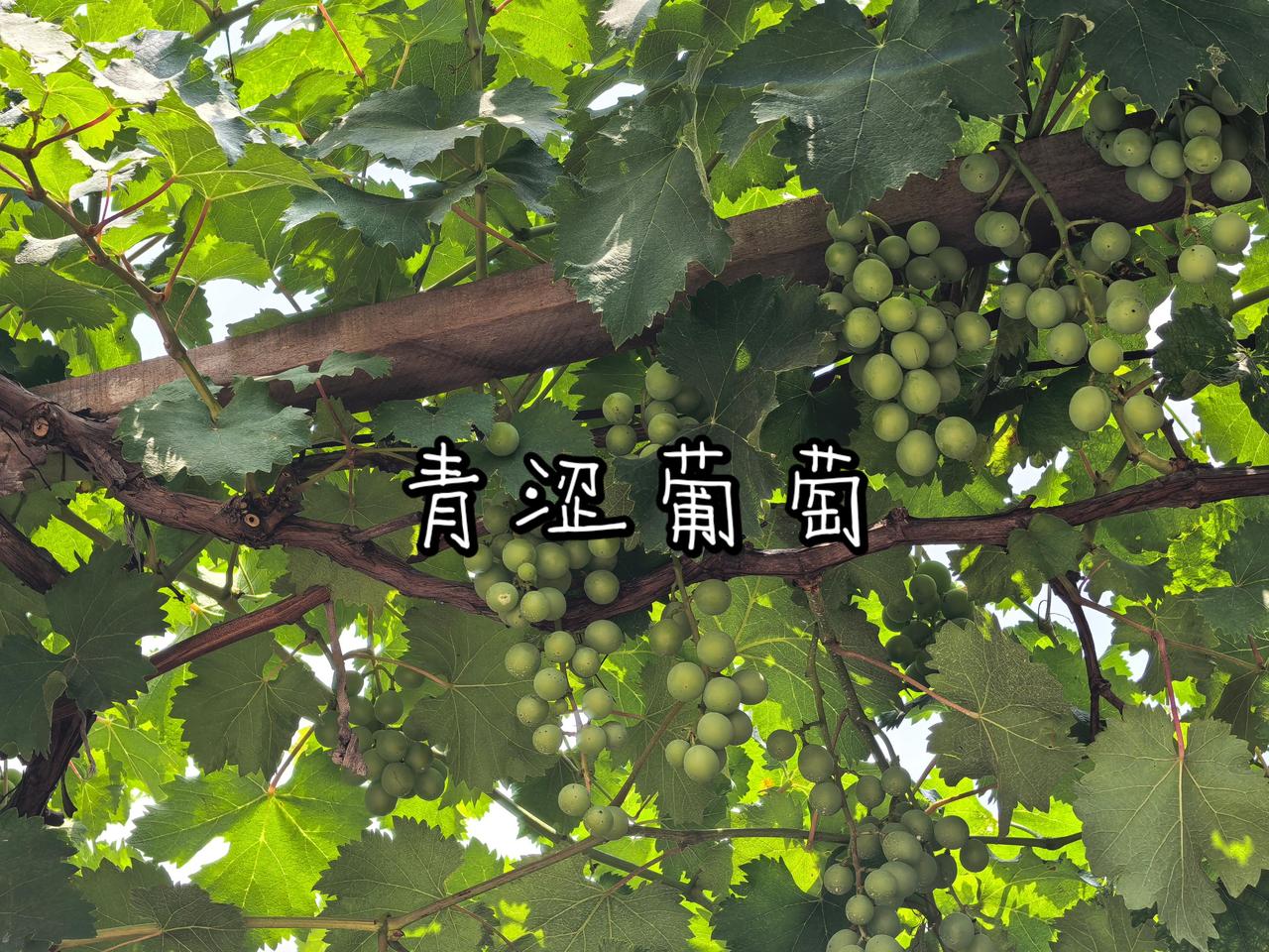 青涩葡萄
