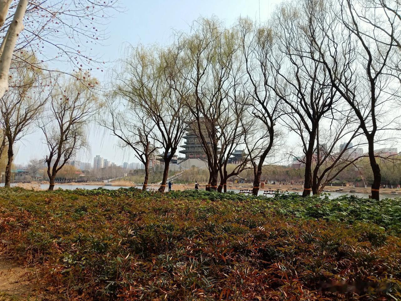 一张图晒我家的春色西流湖公园南区