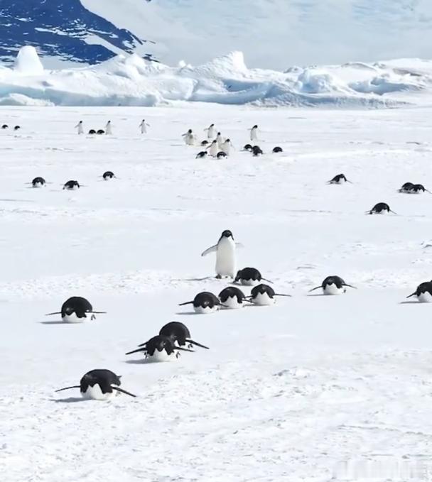 花少8要去南极其实国内就挺好，多带带国内的风景，了解一下不同地方的风土人情！ ​