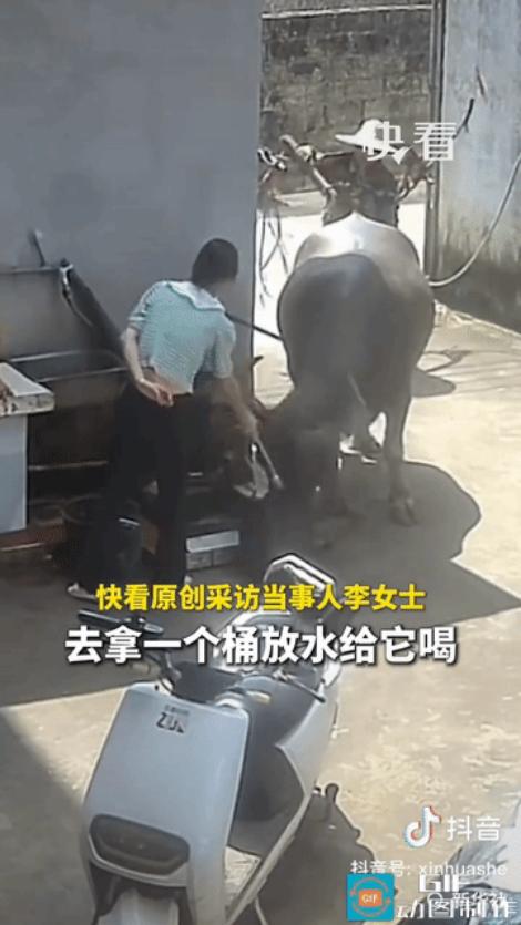 “上新华社了!”广西贵港农家小院突入一头壮硕水牛，正在煮饭的女孩吓得大声呼救，母