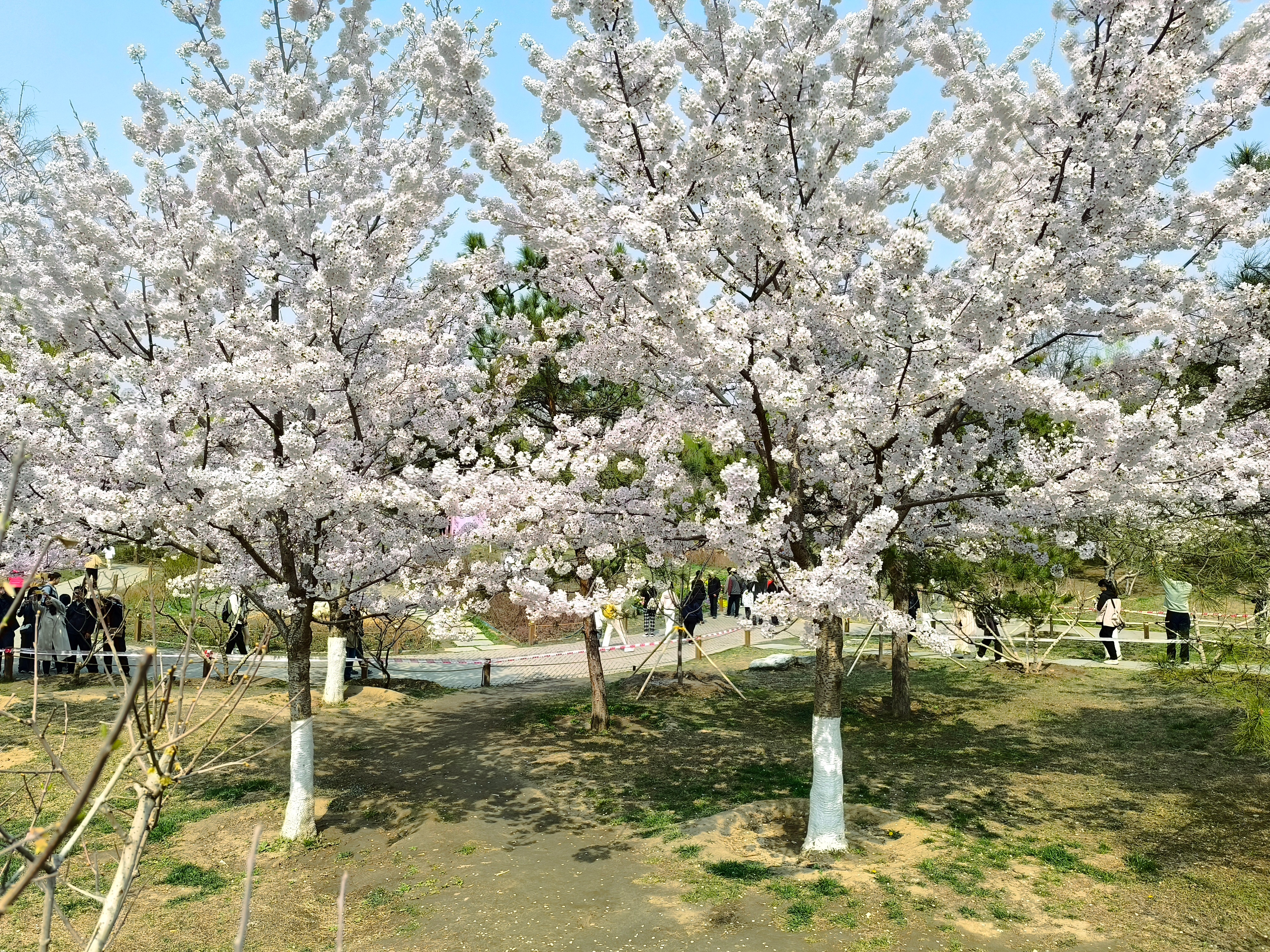 🌸 一派春色玻利瓦尔英雄之地今日平凡春游 北京·玉渊潭公园