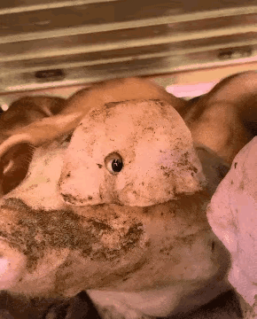 二师兄这耳朵是怎么回事