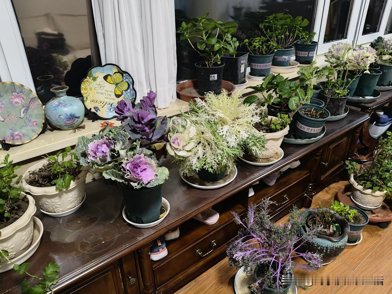 购置了一些来自云南昆明的羽衣甘蓝，其观赏价值颇高。花农称，这种植物能长到一米八高