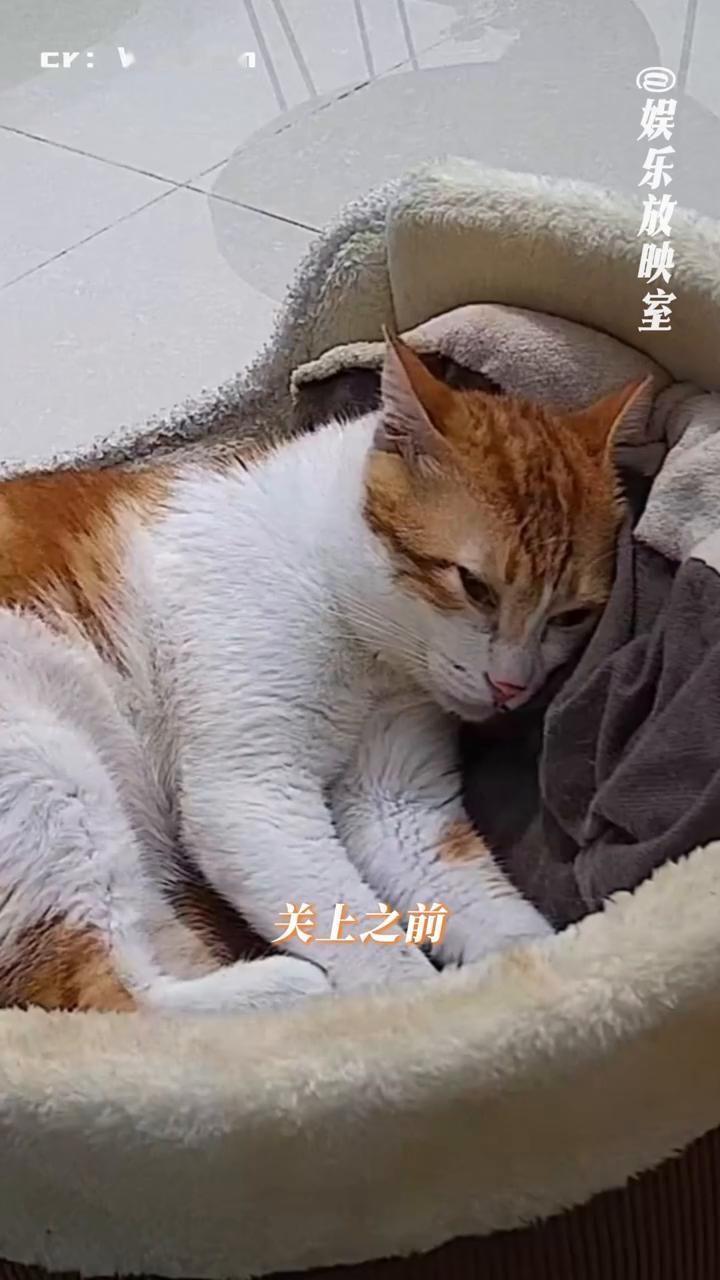 娱乐放映室。
猫：住你们家真的很糟糕。网友家的门每次都要很大力才能关上。关上之前