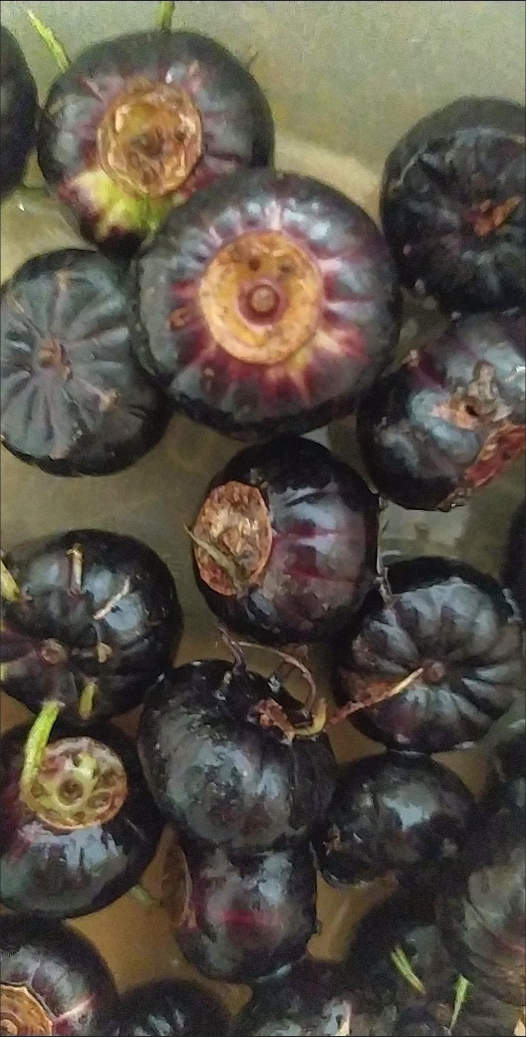 晒图笔记大赛知道这是什么果子吗？这是浆果，名叫红参果。酸酸甜甜的，有点桑葚的味道