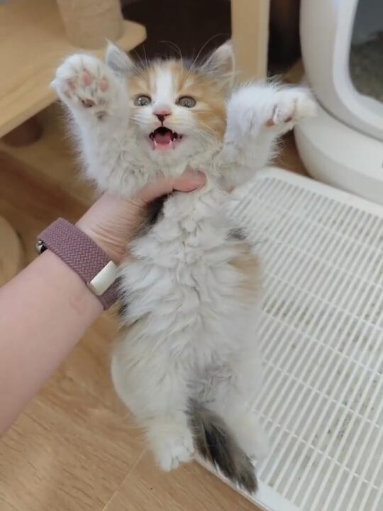 这谁忍得住不往回捡啊😍