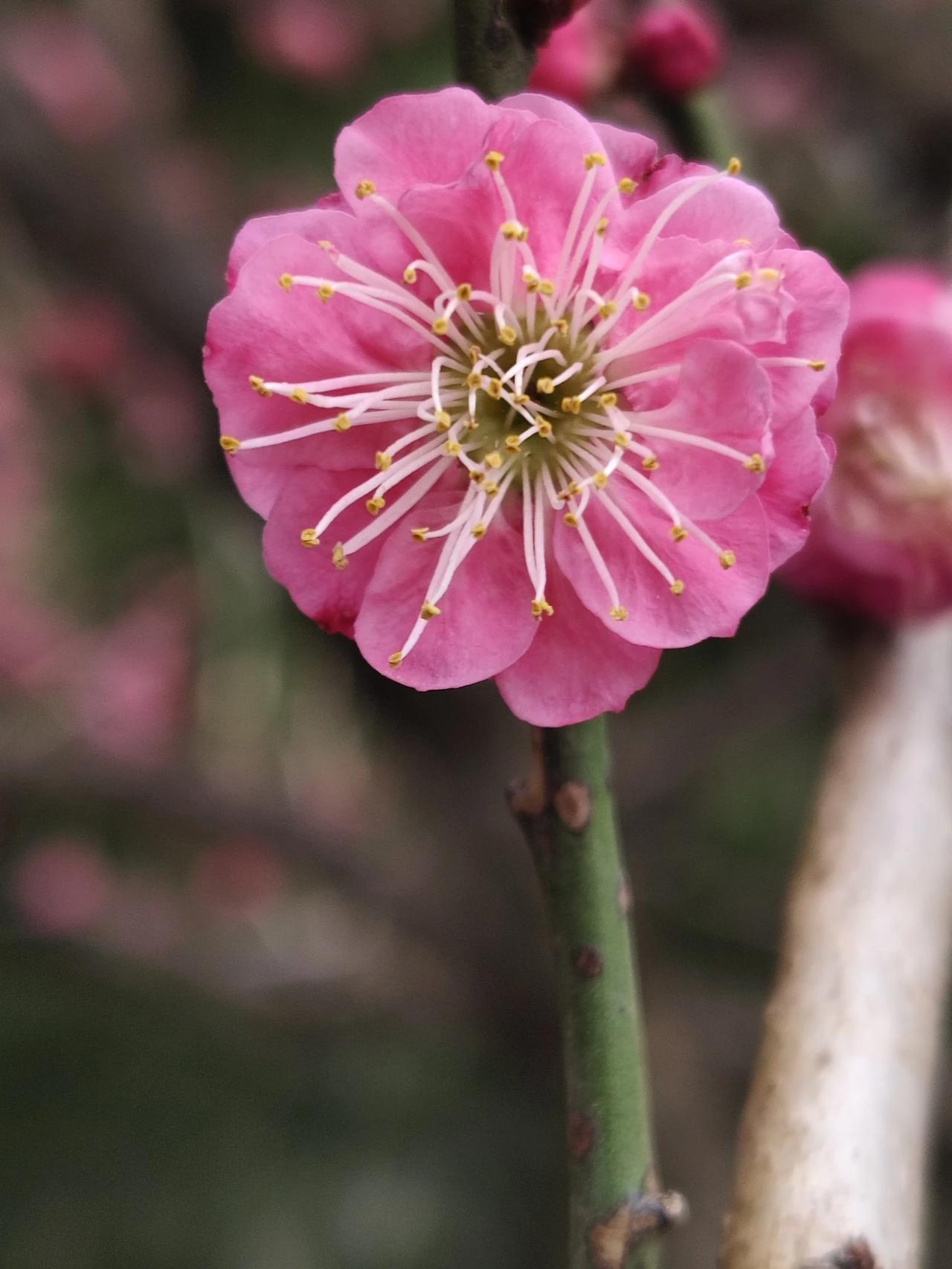 梅花眼笑喜上梅梢——正月初一桂林穿山公园手机拍摄。