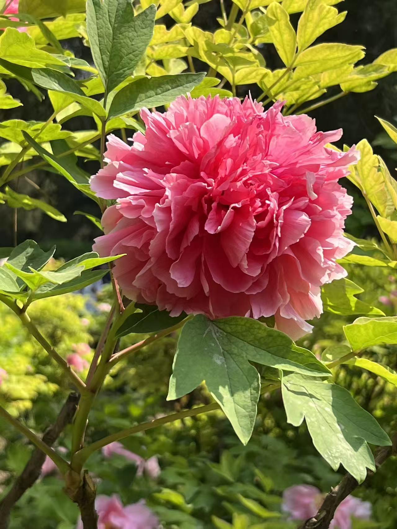 景山公园的牡丹花，那叫一个绝！每年花开时节，公园就成了花的海洋。
这里的牡丹品种