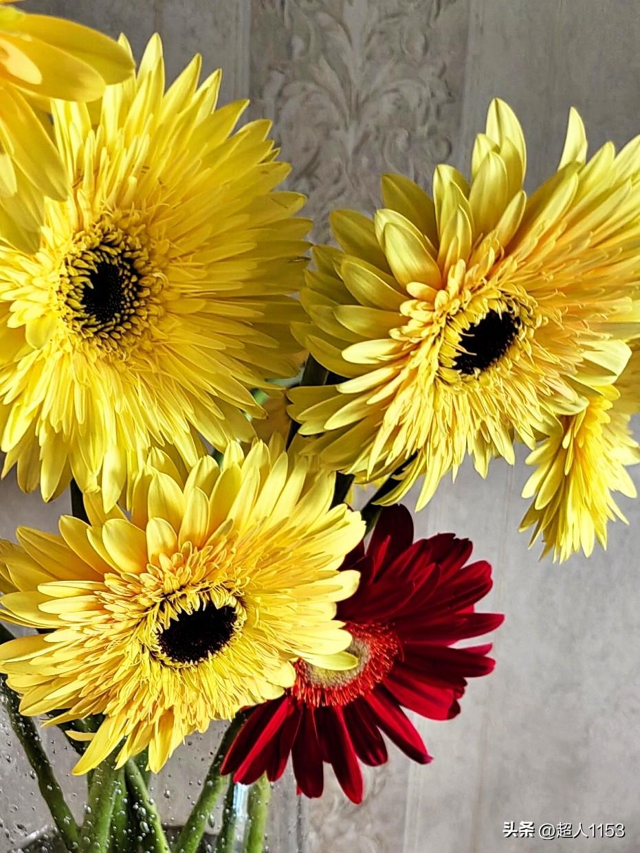 开心来头条打卡
今天心情美美的。

女儿送花心情好，
分享一下好心情！