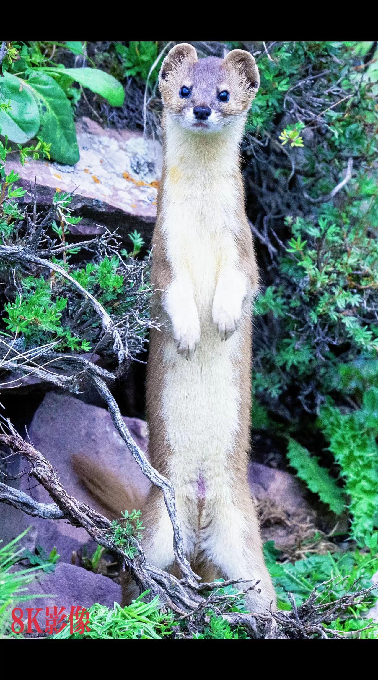 香鼬（学名：Mustela putorius furo）是鼬科鼬属的一种动物，是