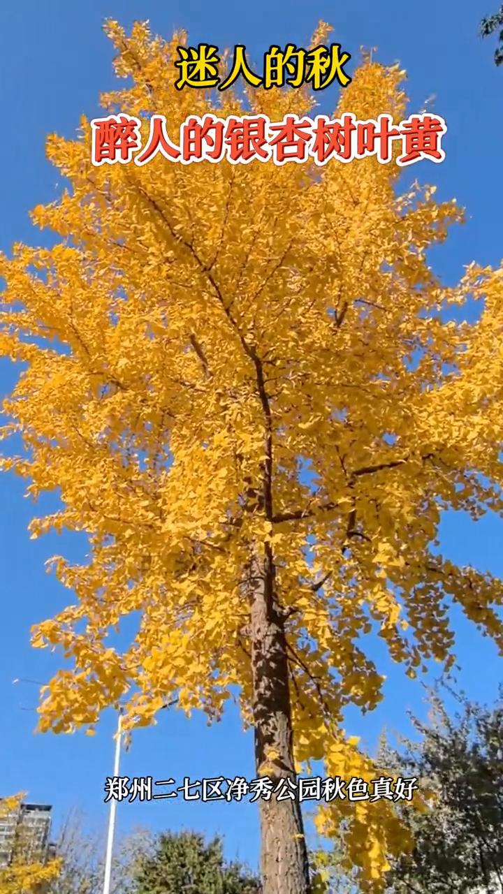 迷人的秋，醉人的银杏树叶黄。郑州二七区净秀公园秋色真好。