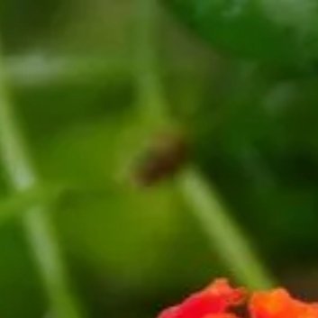 种植 🌹五色梅修剪方法1.修剪时间（1）春季修剪：春季是五色梅生长旺盛的时期，