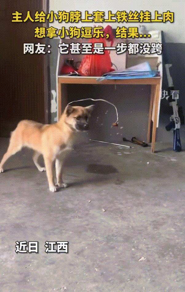这狗狗成精了！江西，主人想逗一下狗狗，就把一块肉挂在了铁丝上，然后在把铁丝挂在狗