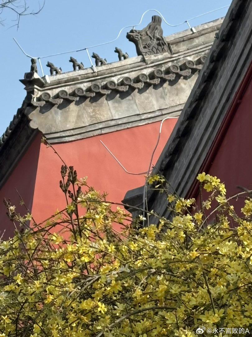 长椿寺下迎春花 摄影北京春色正好