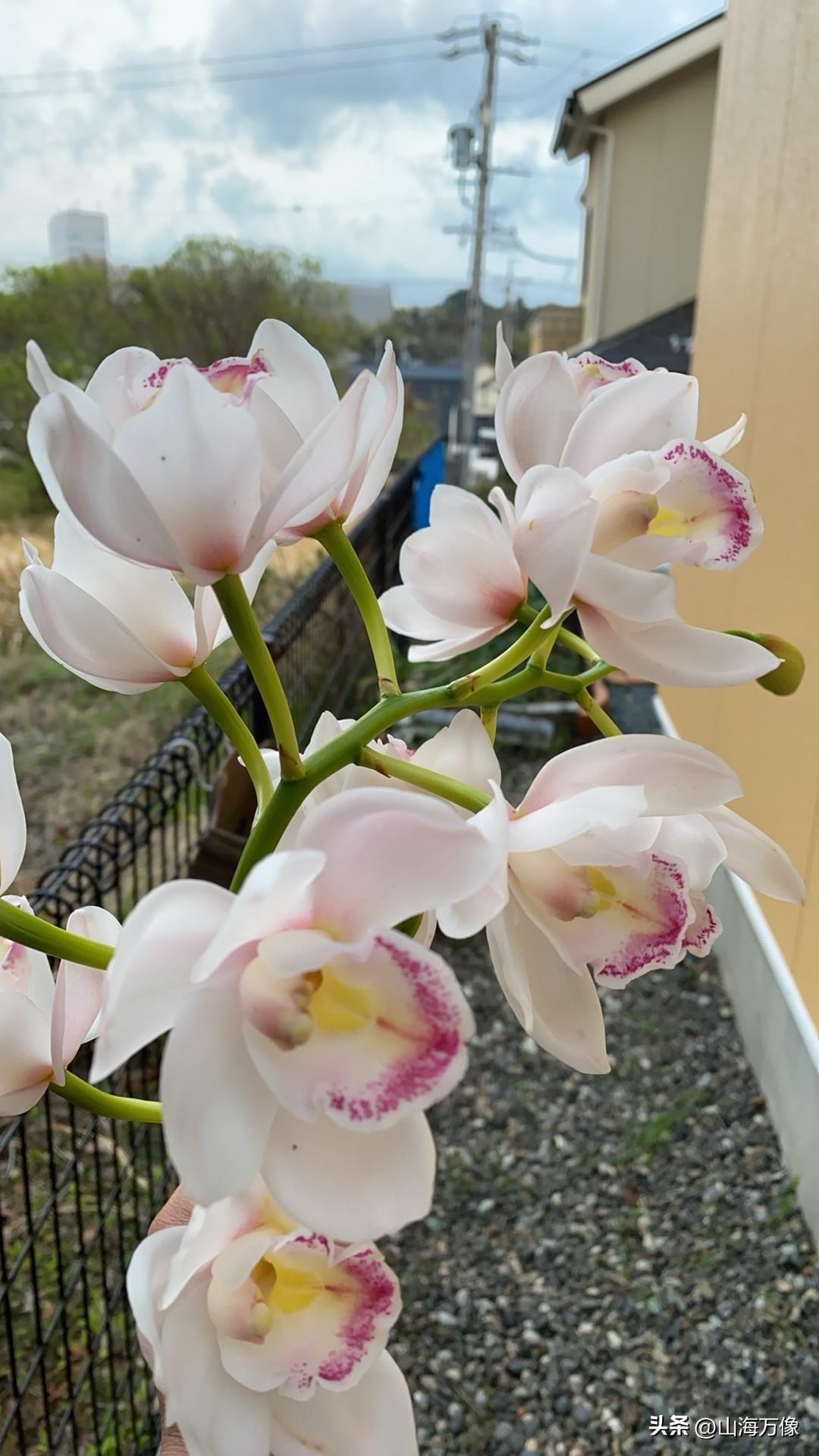 随手发一下这几天的花语照，
题目是：不管大与小，好看不好看，
是花就要使命绽开。