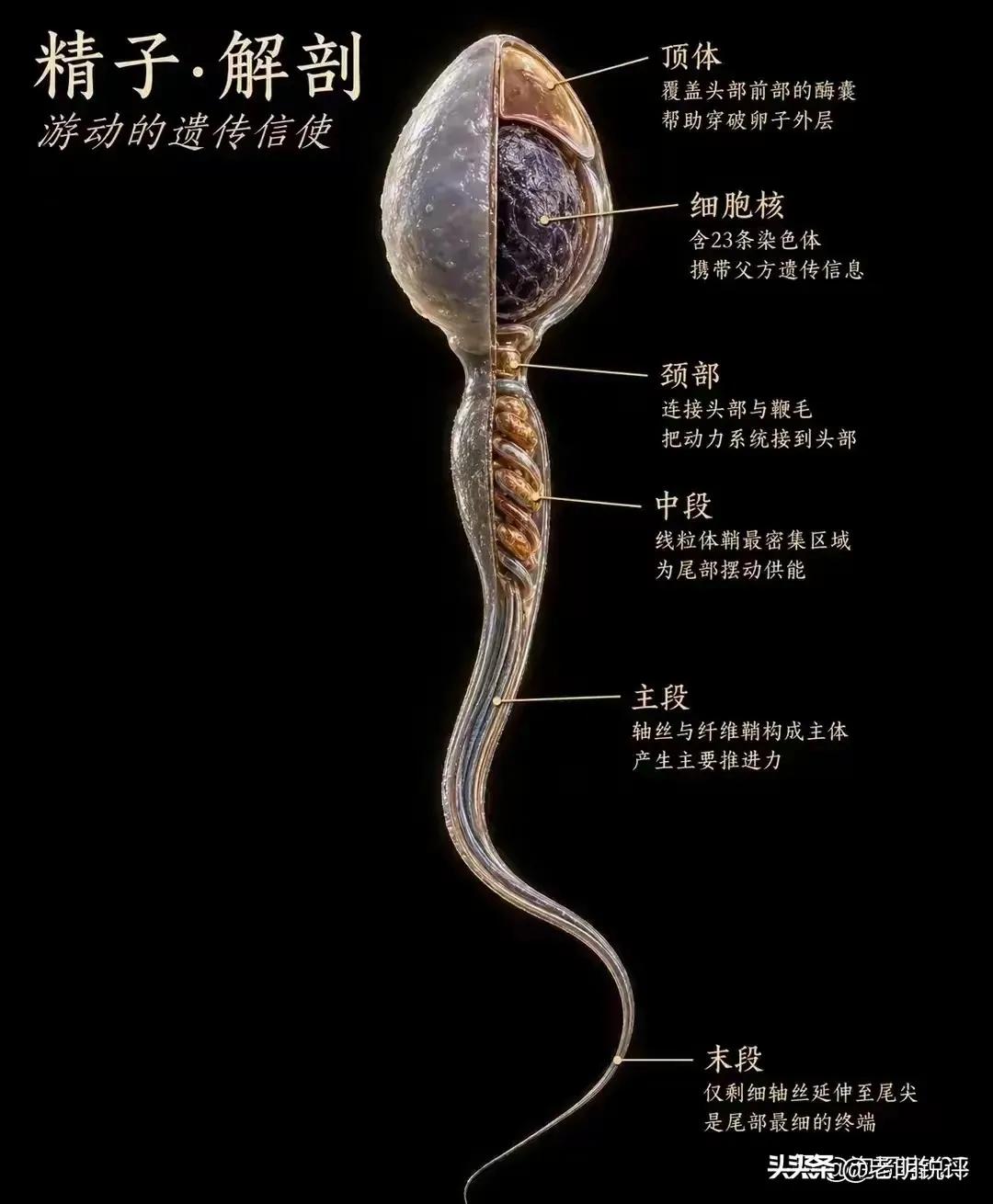 为啥这几个东西组合在一起，精子就能动了？他有生命，卵细胞也有生命，两个生命结合怎