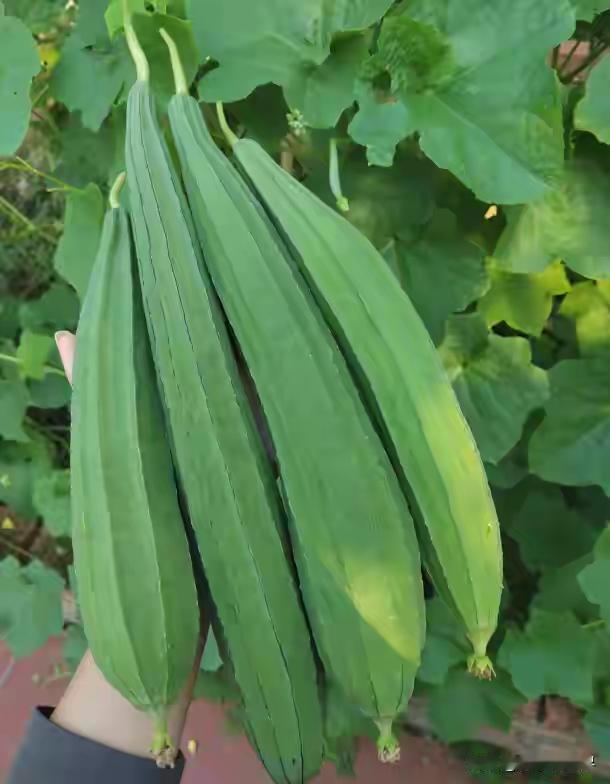 老话“谷雨吃一瓜，不劳医生帮”，4月大量上市，便宜营养高

老话“谷雨吃一瓜，不