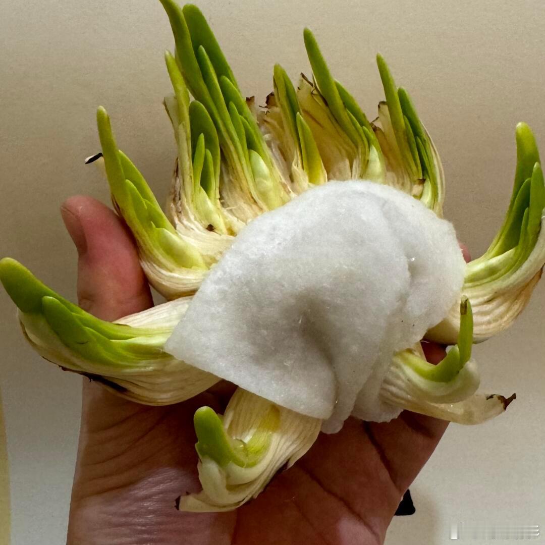 中国手艺人把花养成山水画把水仙花雕刻成花孔雀 水仙雕刻太惊艳！手艺人巧夺天工，将