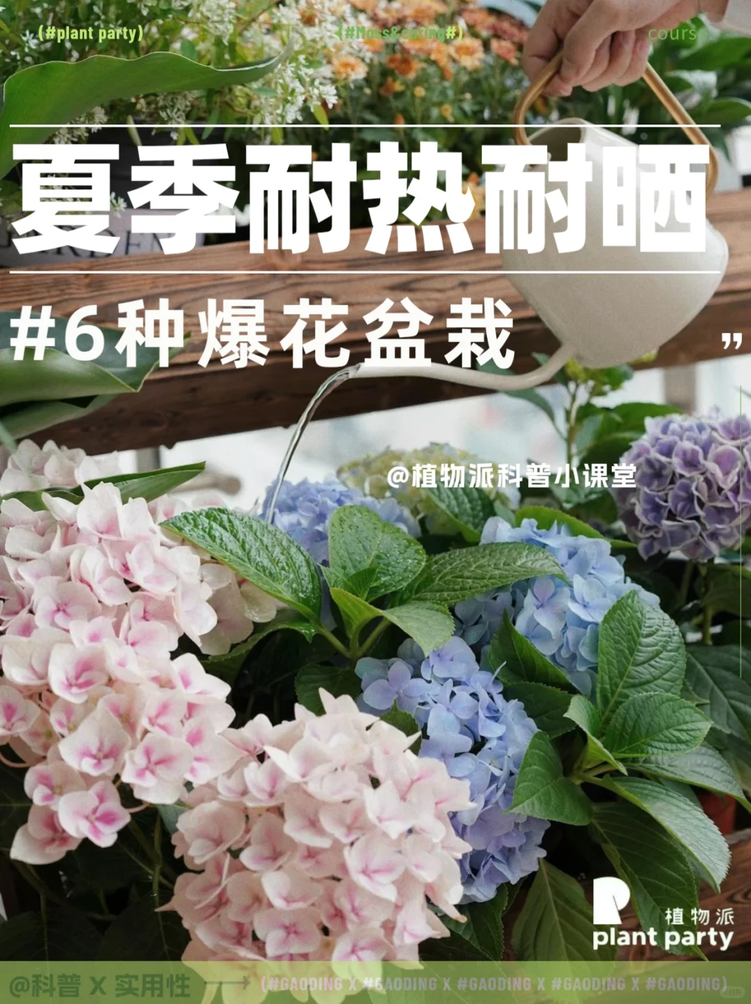 耐热耐晒超好养～夏季爆盆6款绿植