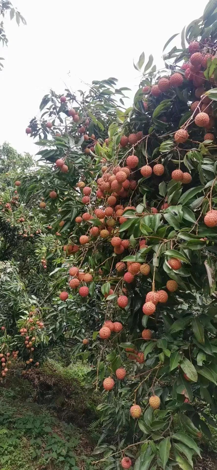 任何事物都存在产业链，工业如此，农业亦是如此。
当下，高州的荔枝大量上市，各乡镇