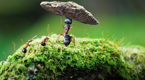 伏案工作时，一只蚂蚁爬上了我的稿纸。
那么小的身躯，在白纸黑字间走走停停。我用笔