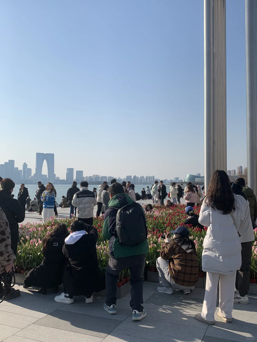 就这郁金香🌷还是别来了
