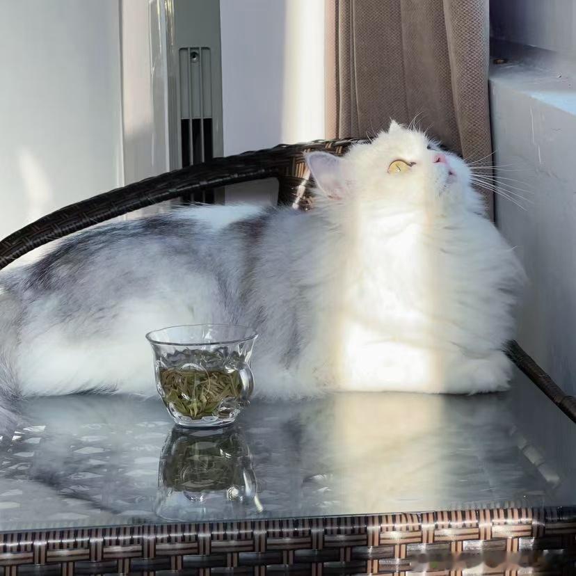 不丢被太阳照在身上好漂亮的丢😺 