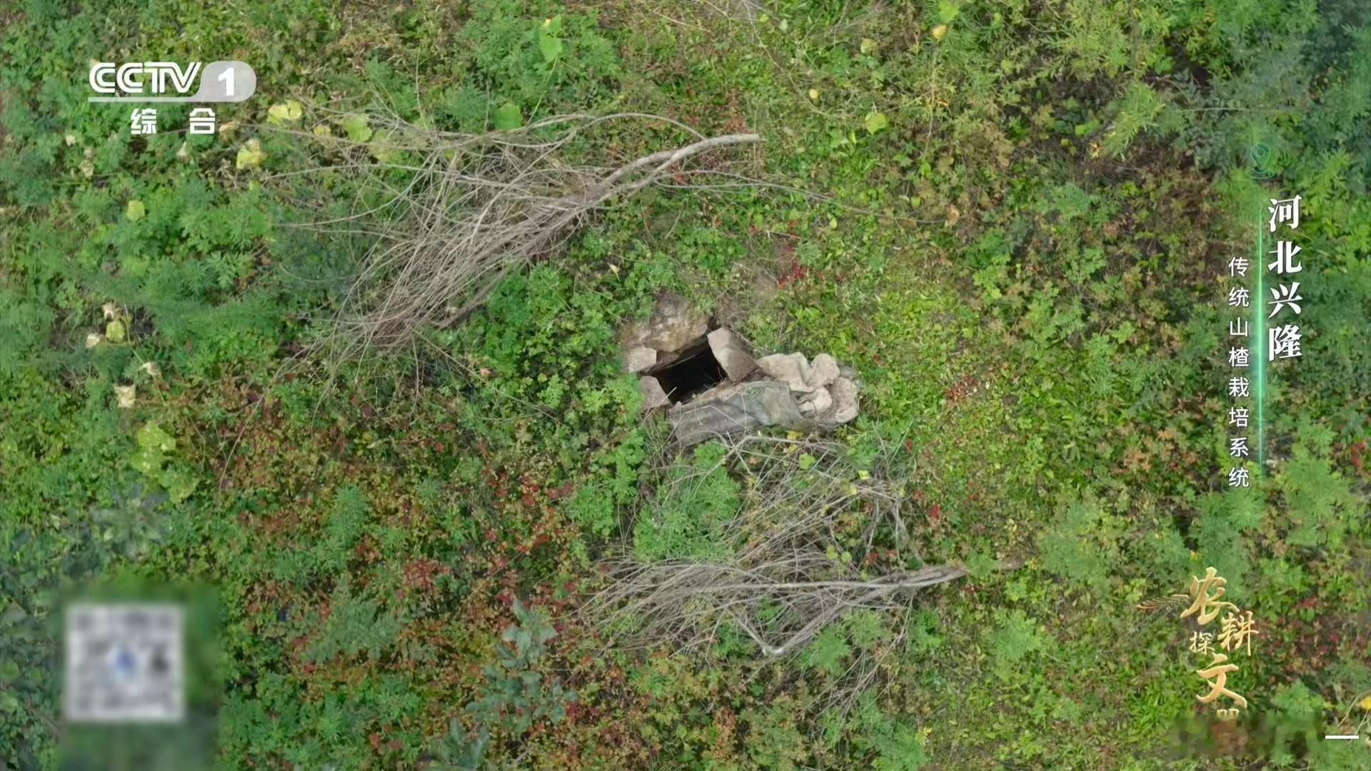 山楂变甜前要闭关数月兴隆山楂窖藏藏着老祖宗智慧！石头窖壁打造适宜环境，让山楂慢慢