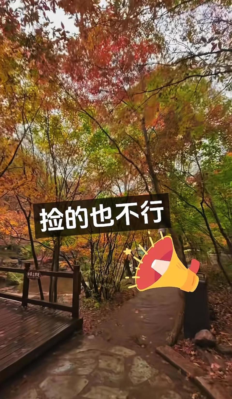 #媒体评景区禁止游客捡枫叶#【评论丨景区禁止游客捡枫叶，保护自然环境不必“一刀切