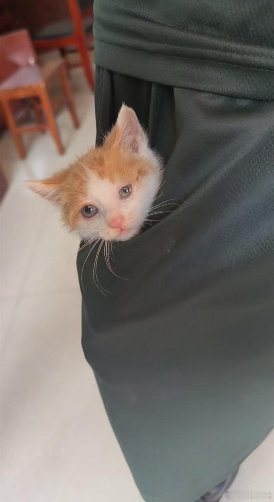 口袋可以装的下小猫阔直板手机也一定可以装的下吧