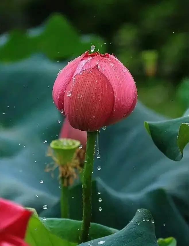 映日荷花为谁开？这个藏在夏日里的浪漫谜题，答案就飘在南宁温柔的风里。

当盛夏的
