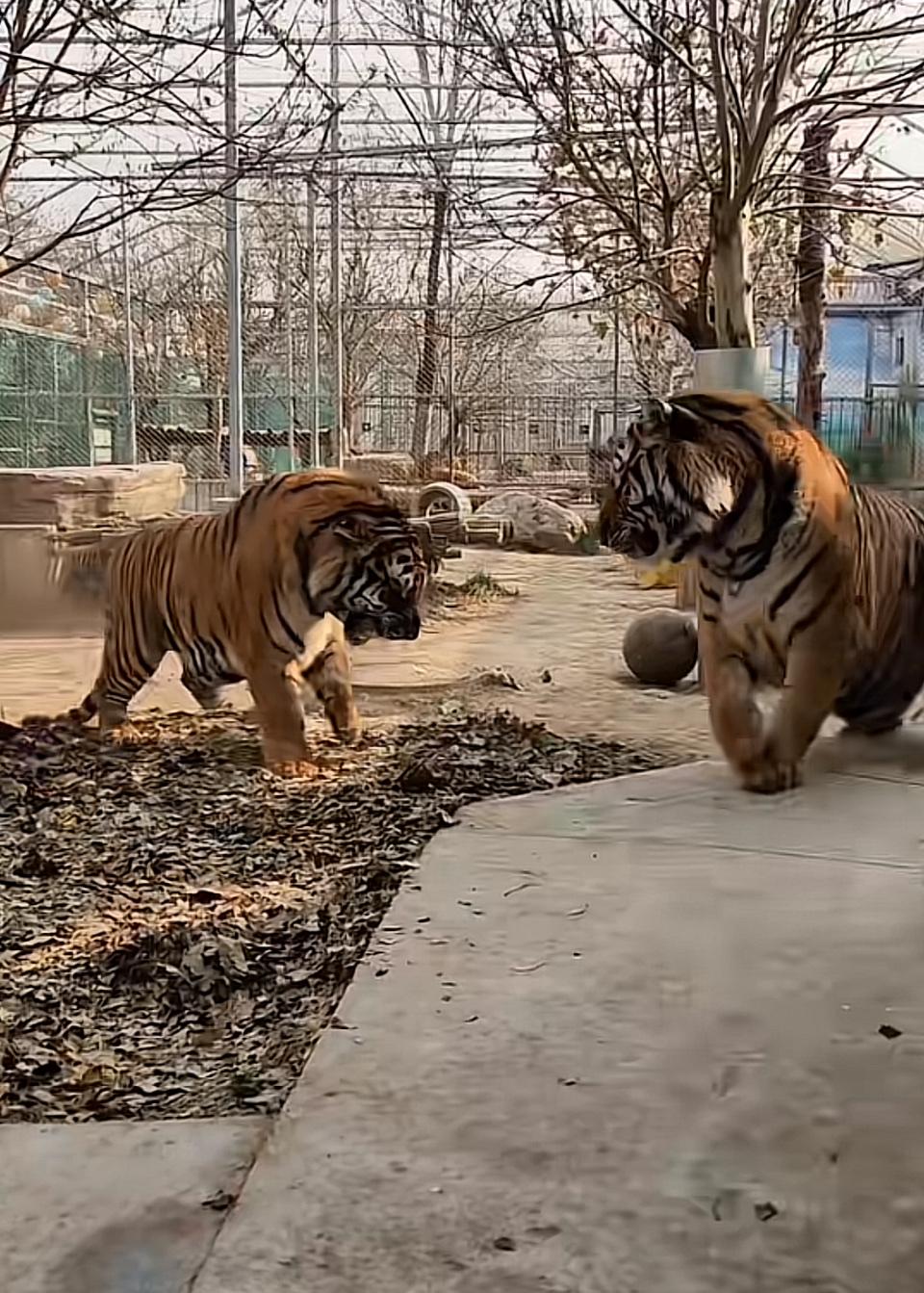 “两只威武的老虎在动物园里漫步，气势如虹！”🐯🌳🏞️