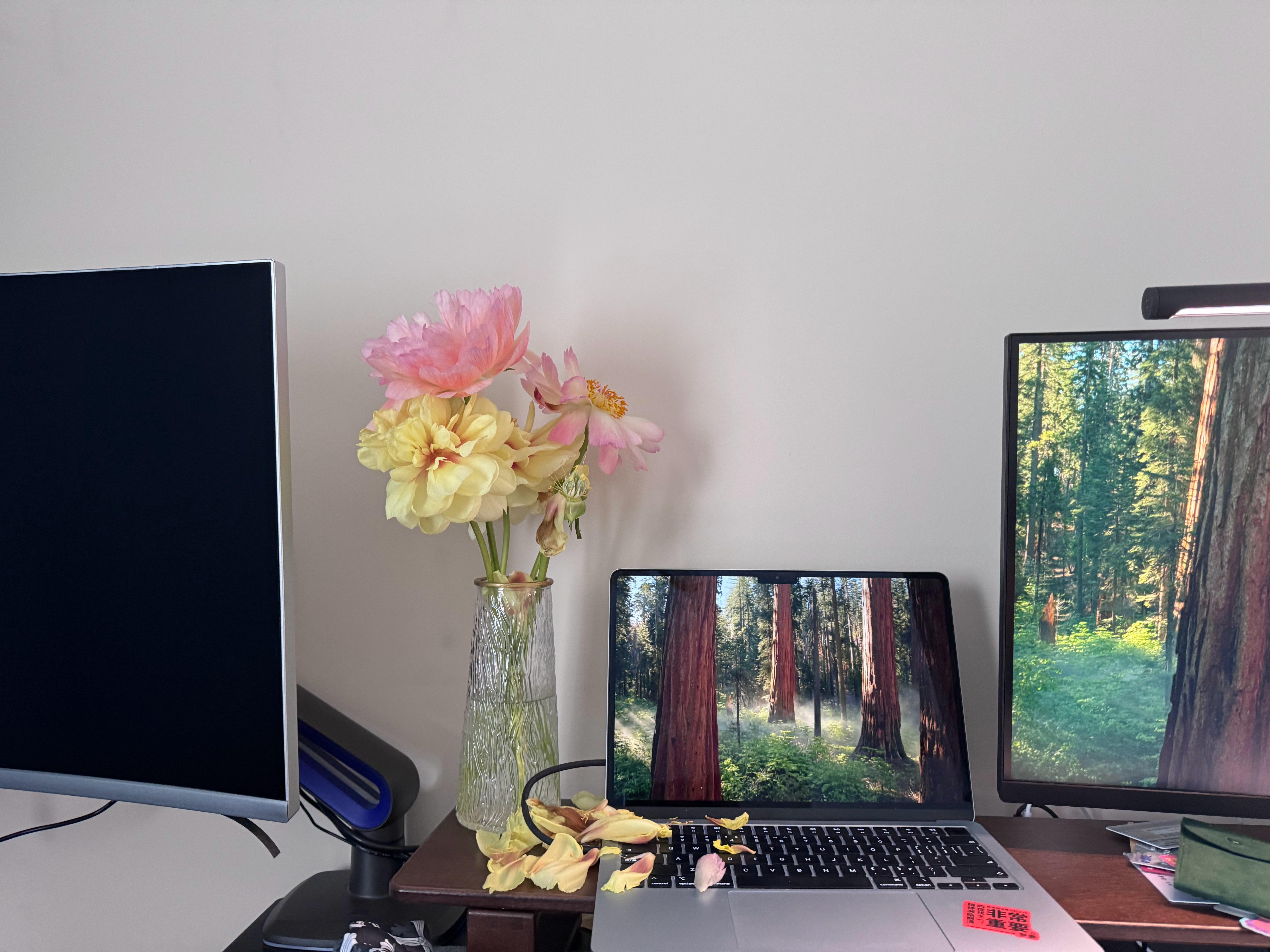 出差了，家里的芍药很难过，花瓣都掉了：真的会谢……建议你们去买芍药试试，非常热烈