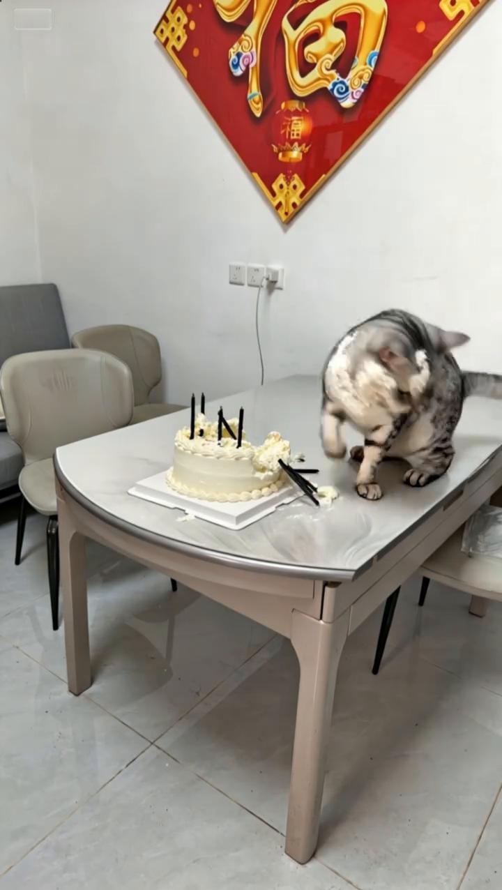 淘气的猫扔了。
王嫂，今天是您的生日，蛋糕准备好了，快来吧。大白子，你这猫淘气的