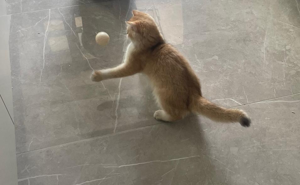 想象一下猫咪打乒乓球的画面，简直太逗了！猫咪那小短腿，在乒乓旁蹦跶，眼睛紧紧盯着