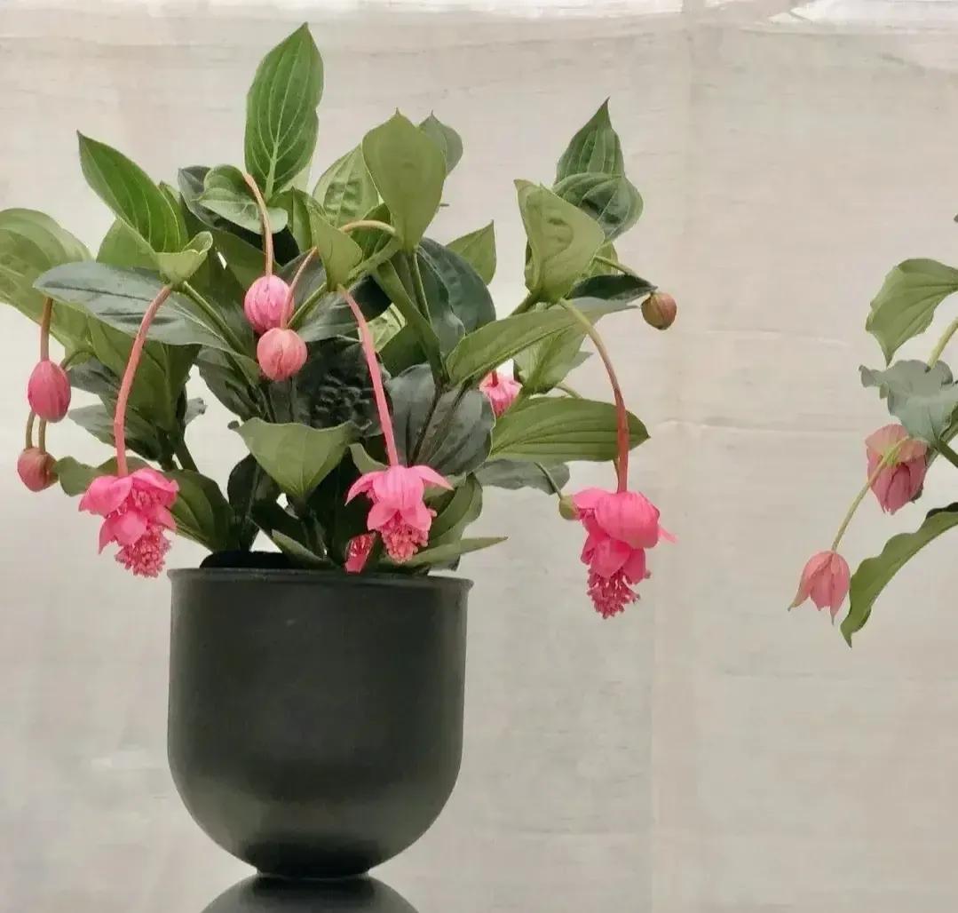 宝莲灯花真的是颜值超级高，摆放在家里满满的高级感！适合任何的装修风格，绝对是万花