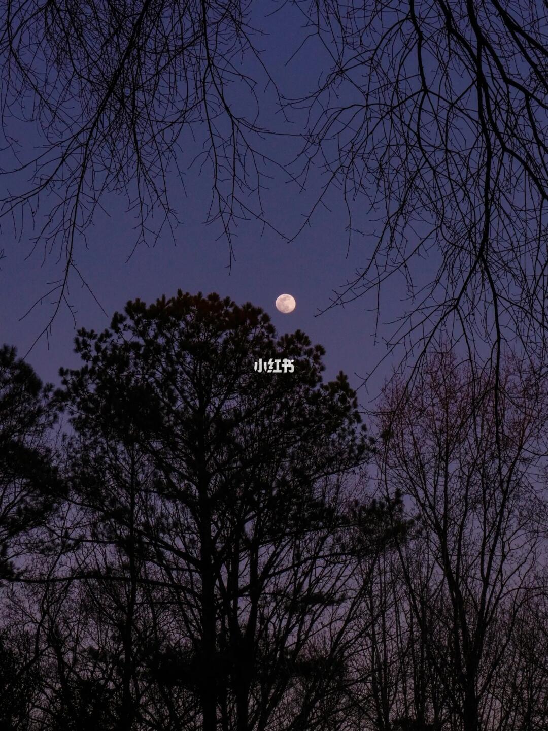 寻找同样喜欢抬头拍树的人