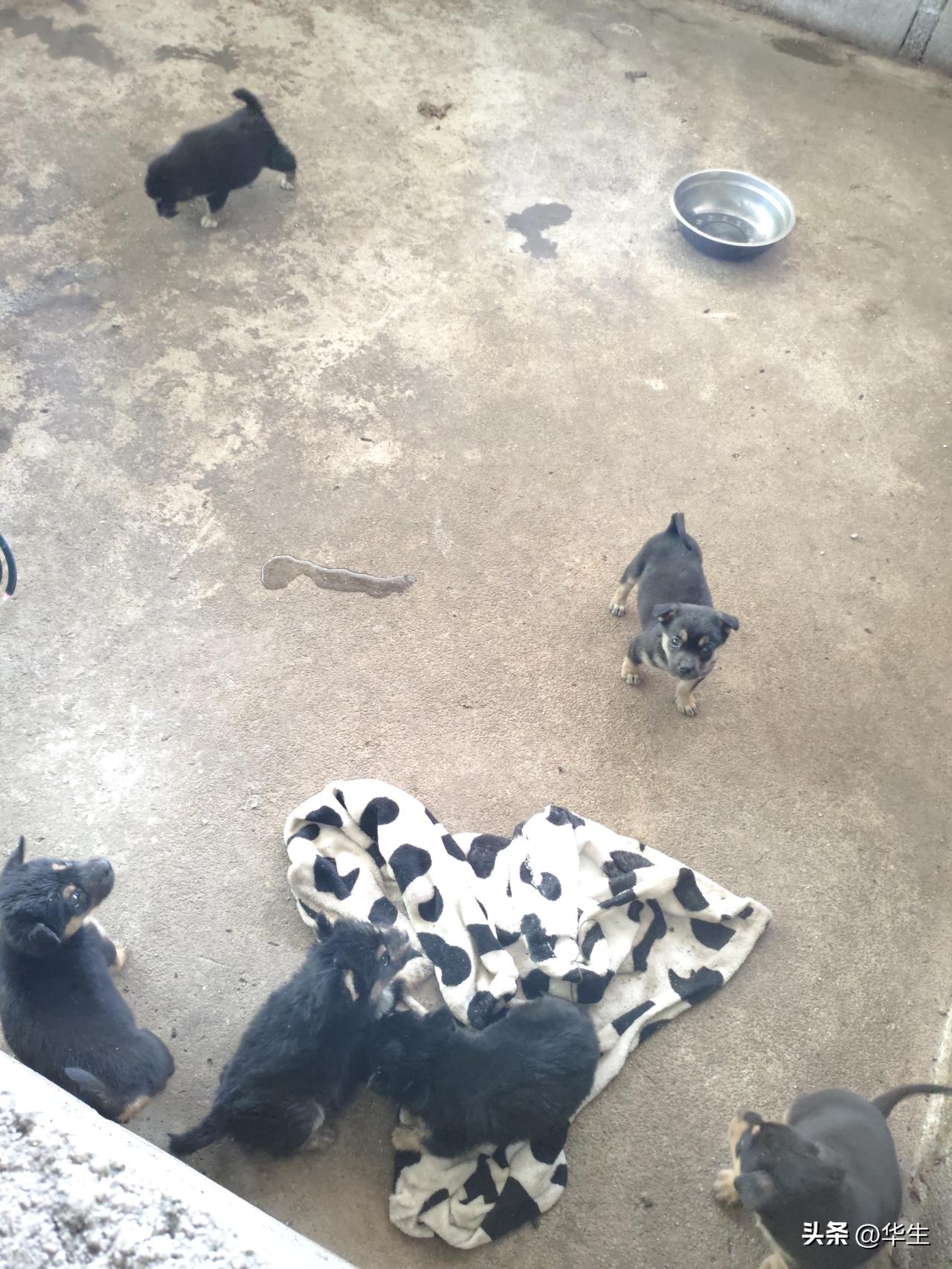 果园养狗：增收新径与养殖要点全解析农户家养狗 宠物经营与管理 生态肉狗养殖 种植