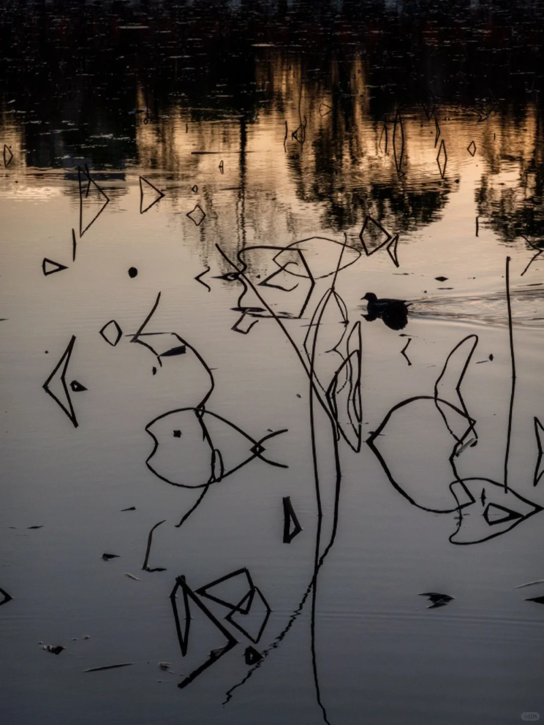 吴冠中老师画的残荷，原来不是写意是写实